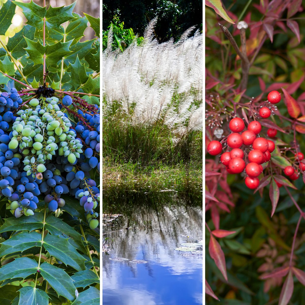 A collage of invasive plants in South Carolina
