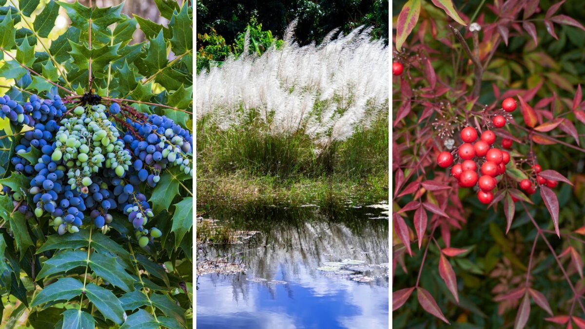 A collage of invasive plants in South Carolina