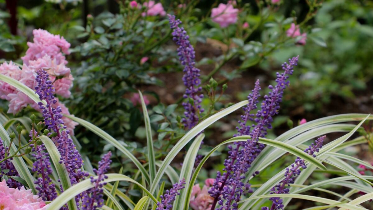 Liriope muscari - monkey grass.