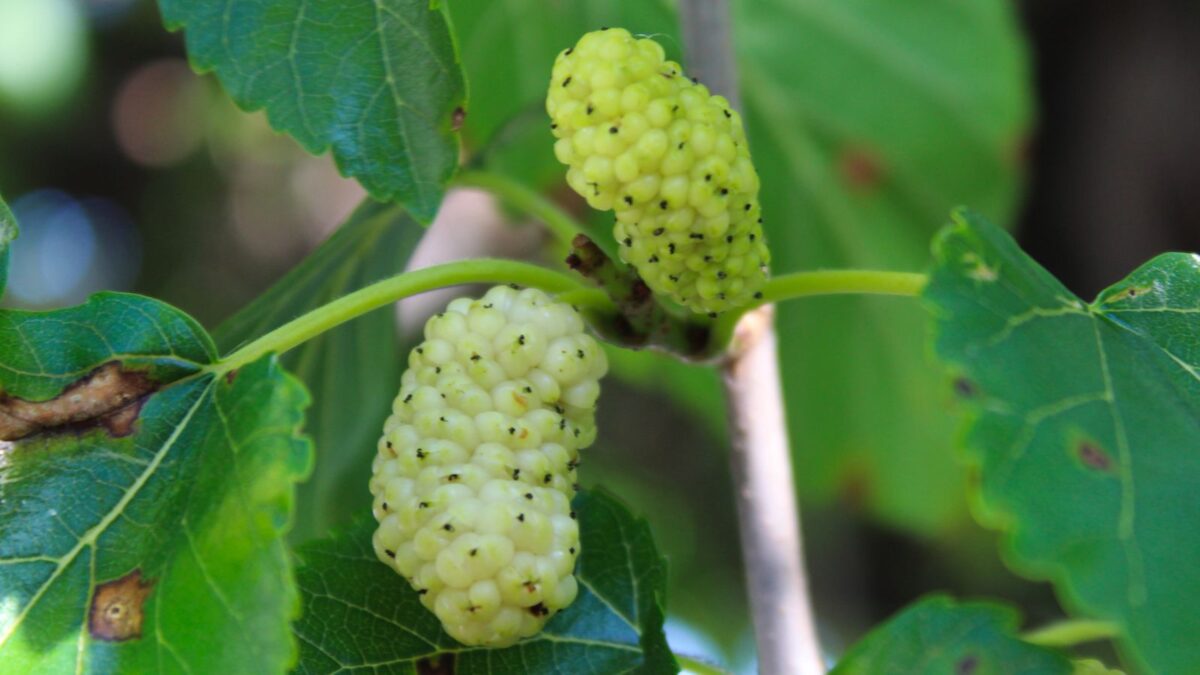 Morus alba - white mulberry fruit on the tree.