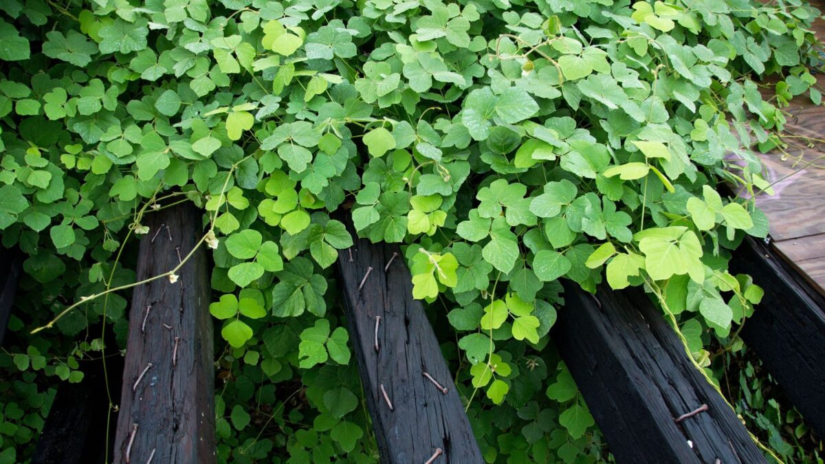 Pueraria montana - kudzu vine.