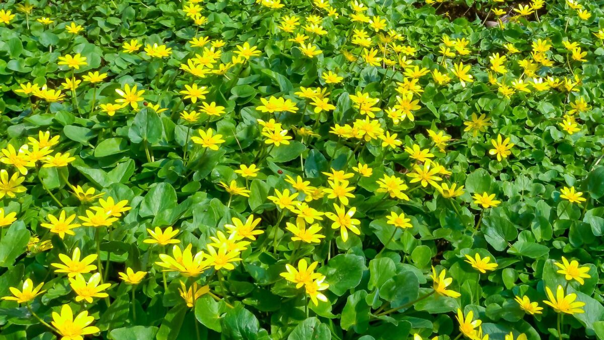Ranunculus ficaria - fig buttercup yellow flowers ground cover.