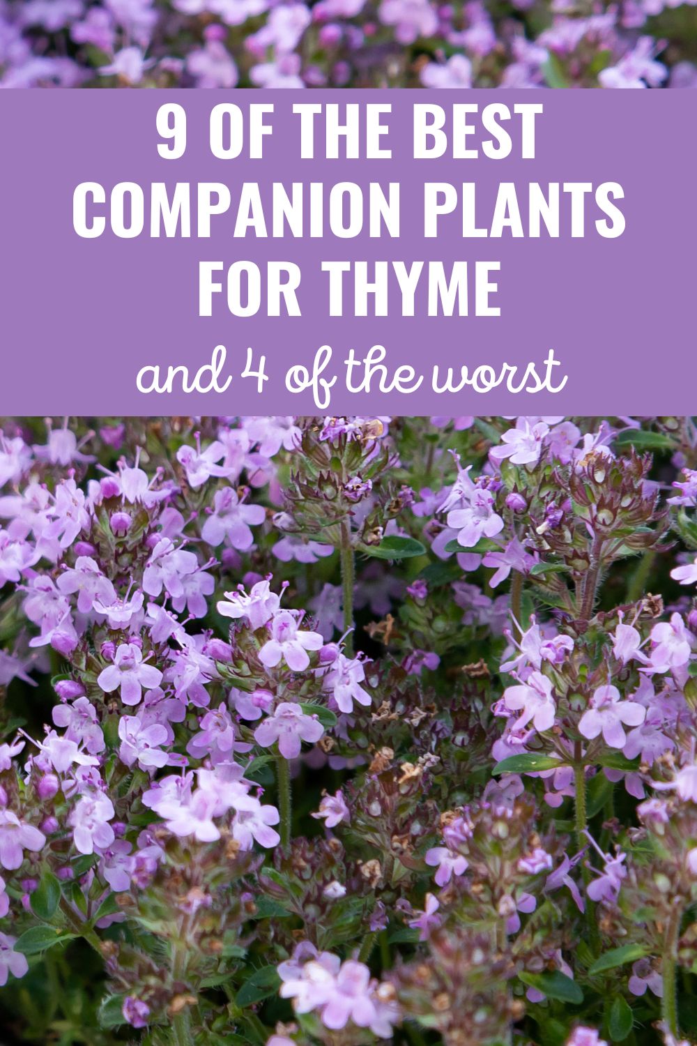 9 of the Best Companion Plants for Thyme (And 4 of the Worst).