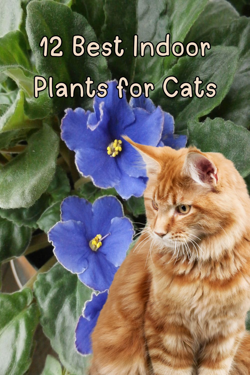 12 Best Indoor Plants for Cats.
