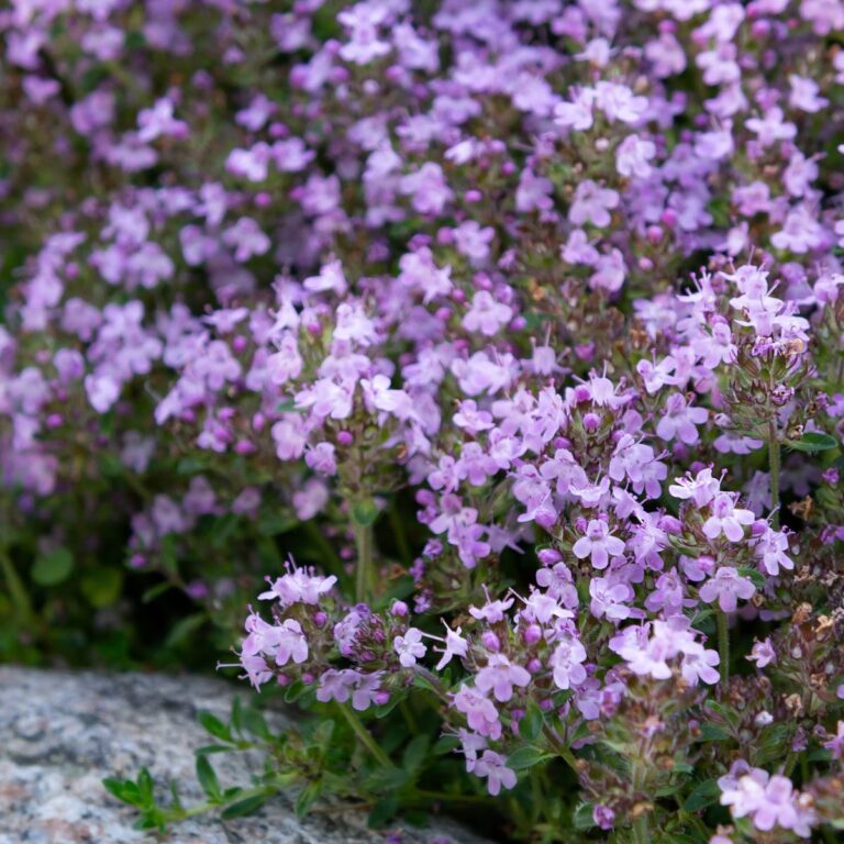 creeping thyme in blooms.