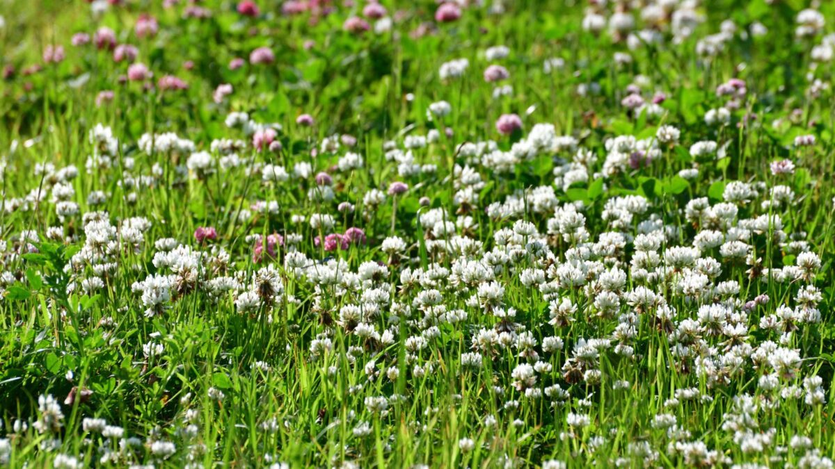 A carpet of white clover in bloom.