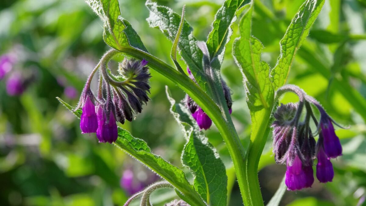 comfrey flowers.