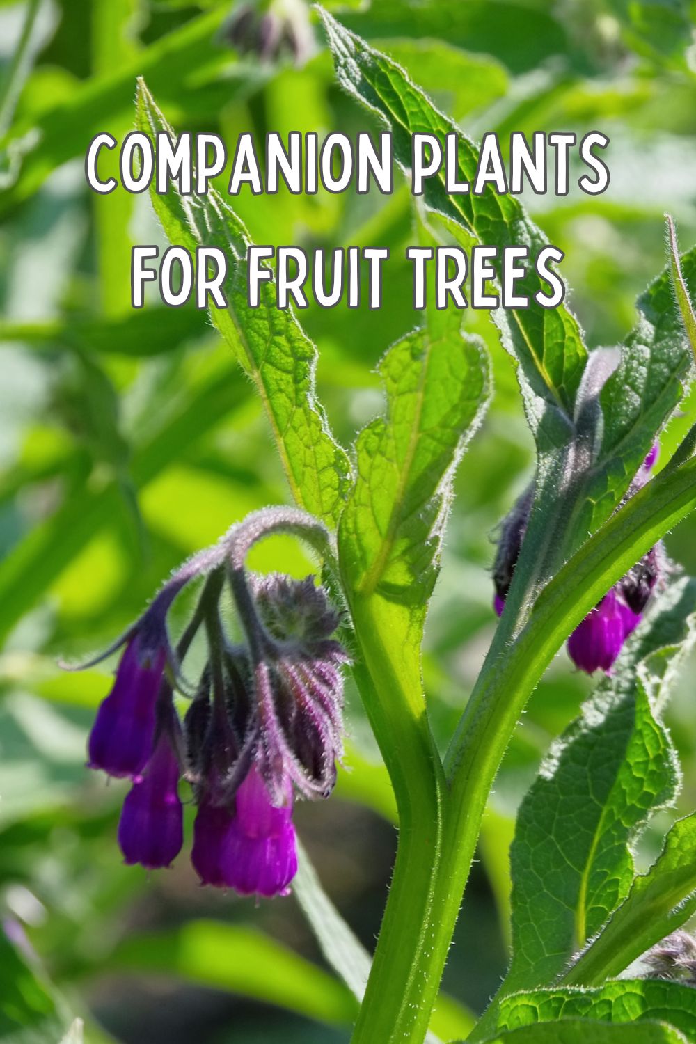 companion plants for fruit trees.