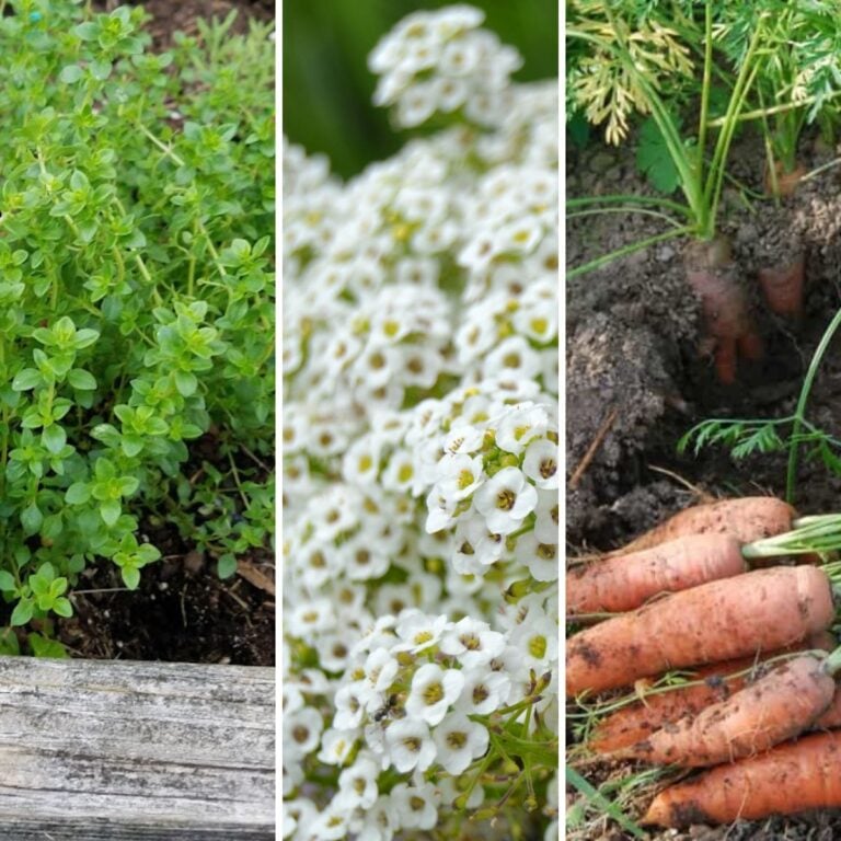 A collage of companion plants for sweet potatoes.