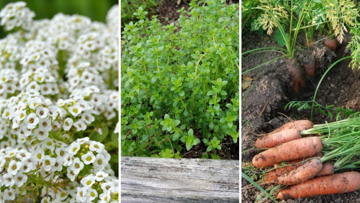 A collage of companion plants for sweet potatoes.