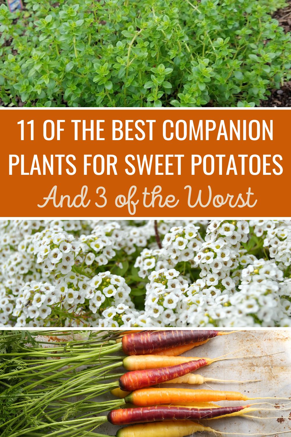 11 of the Best Companion Plants for Sweet Potatoes, and 3 of the worst.