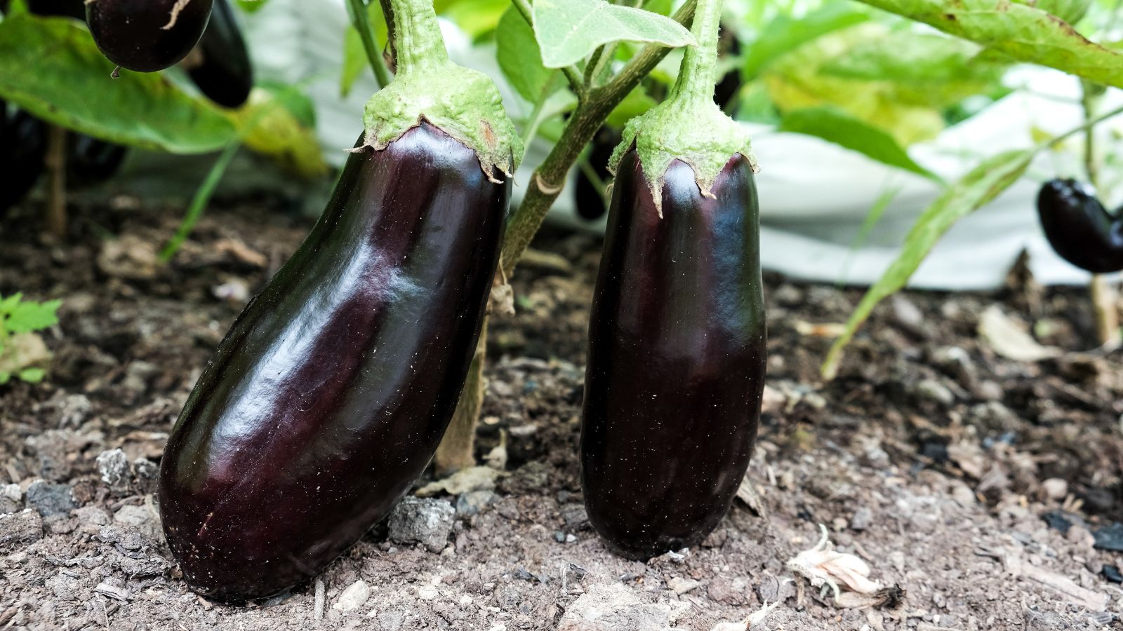 eggplant fruits ready to be harvested.