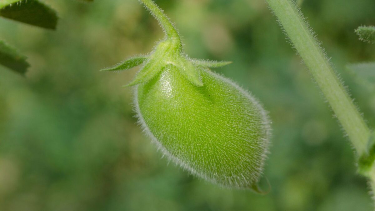 Green lentil pod on the plant.