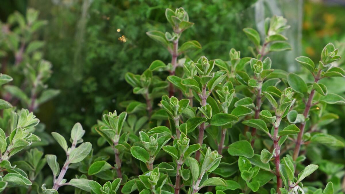 marjoram herb in the garden.