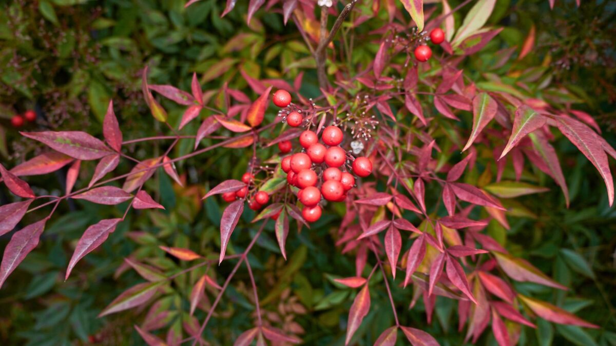 fall foliage and fruit of nandina domestica.
