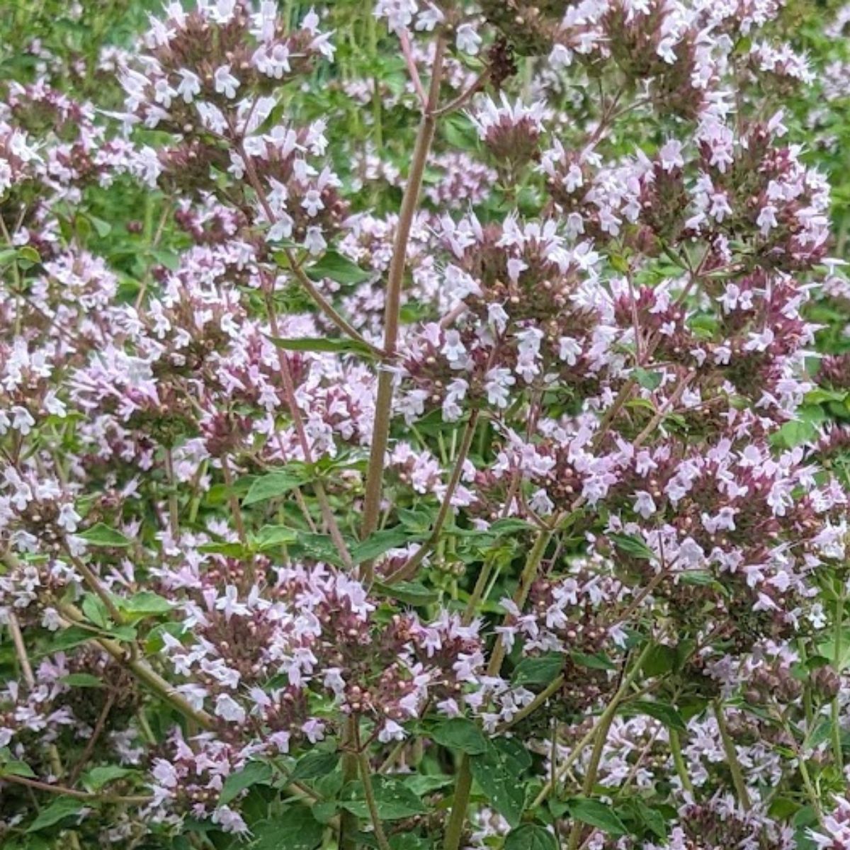Masses of pink oregano flowers.