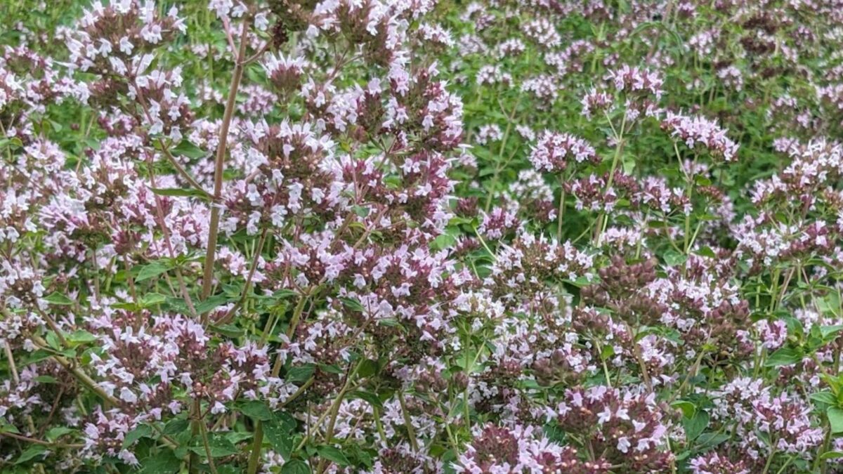 Masses of pink oregano flowers.