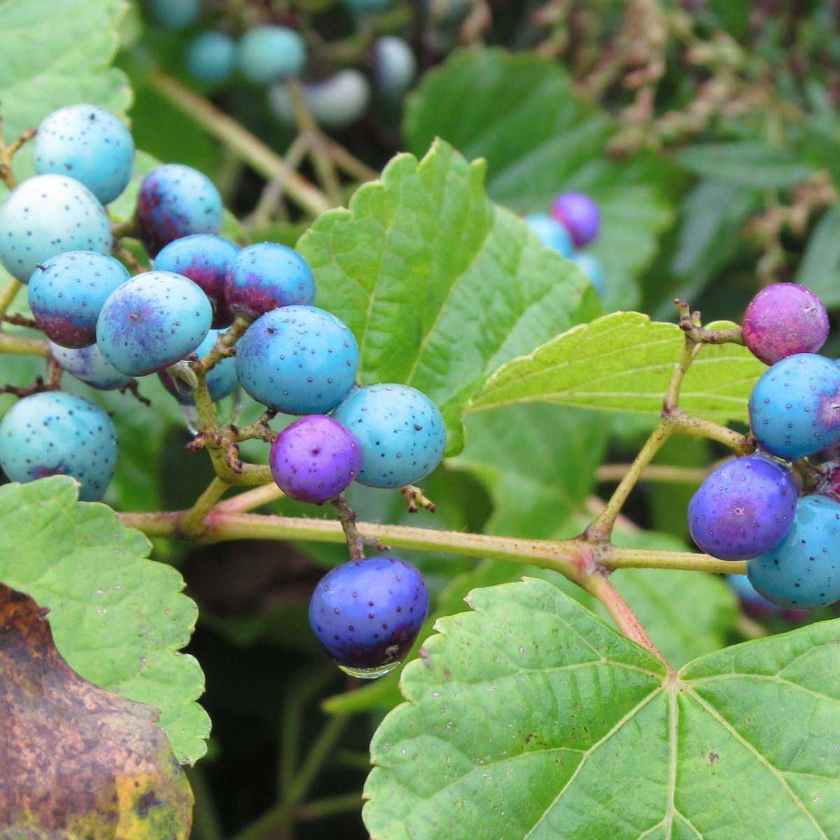 porcelainberry fruit.