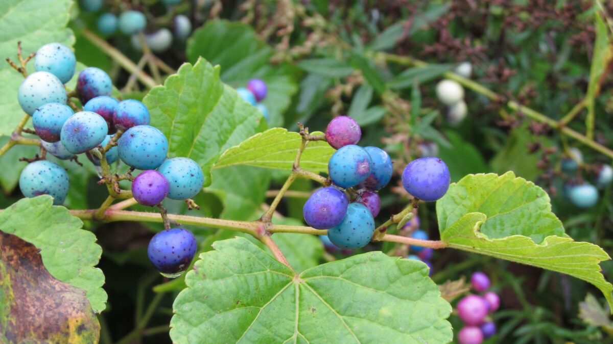 porcelainberry fruit.