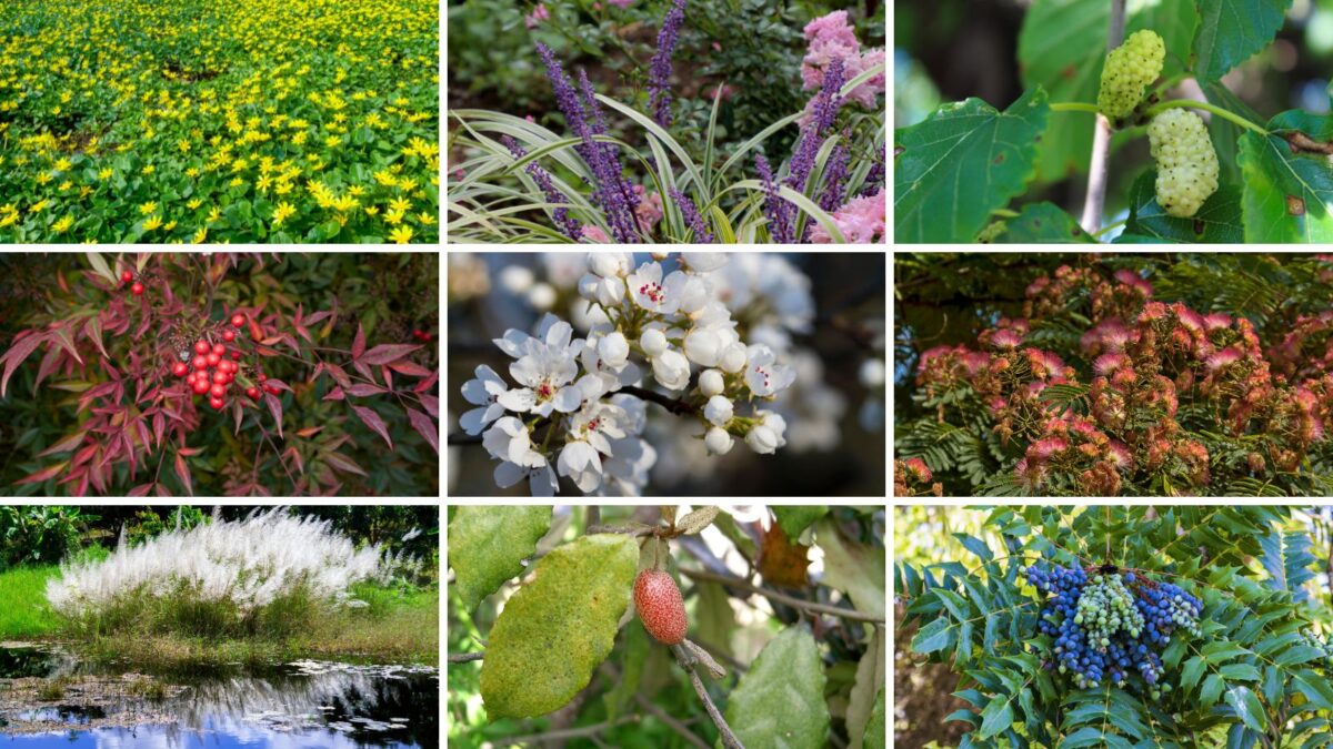 South Carolina invasive plants collage.