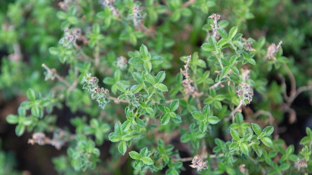 Blooming summer savory.