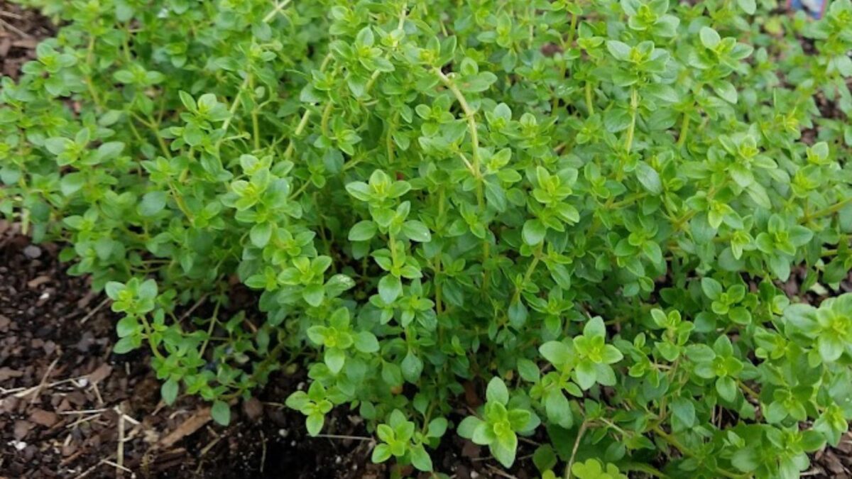 thyme growing in a raised bed.