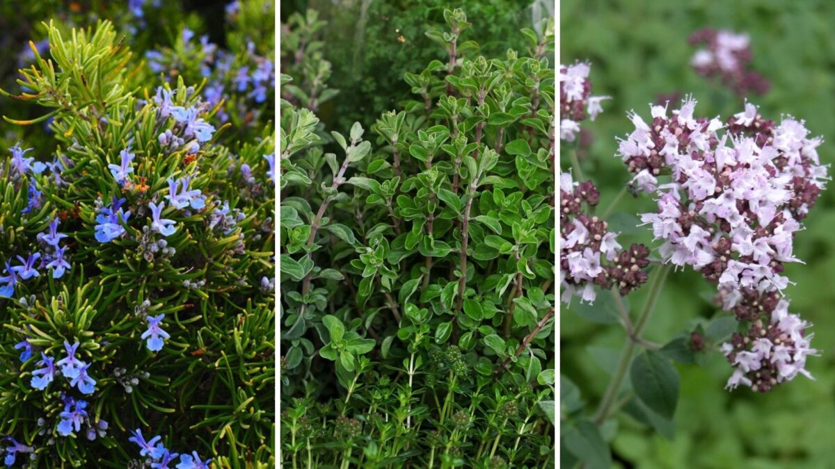 a collage of thyme companion plants: rosemary, marjoram and oregano.