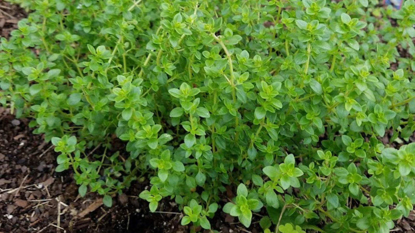 thyme growing in a raised bed.