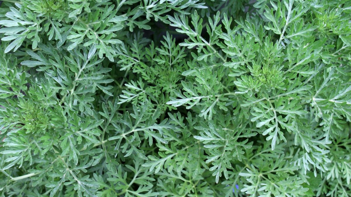 Artemisia absinthium shrub.