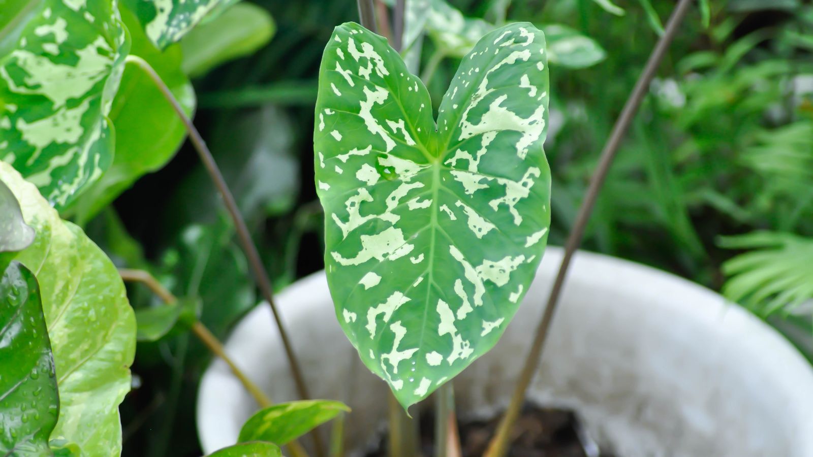 Bi-color Colocasia esculenta plant (Elephant's ears).