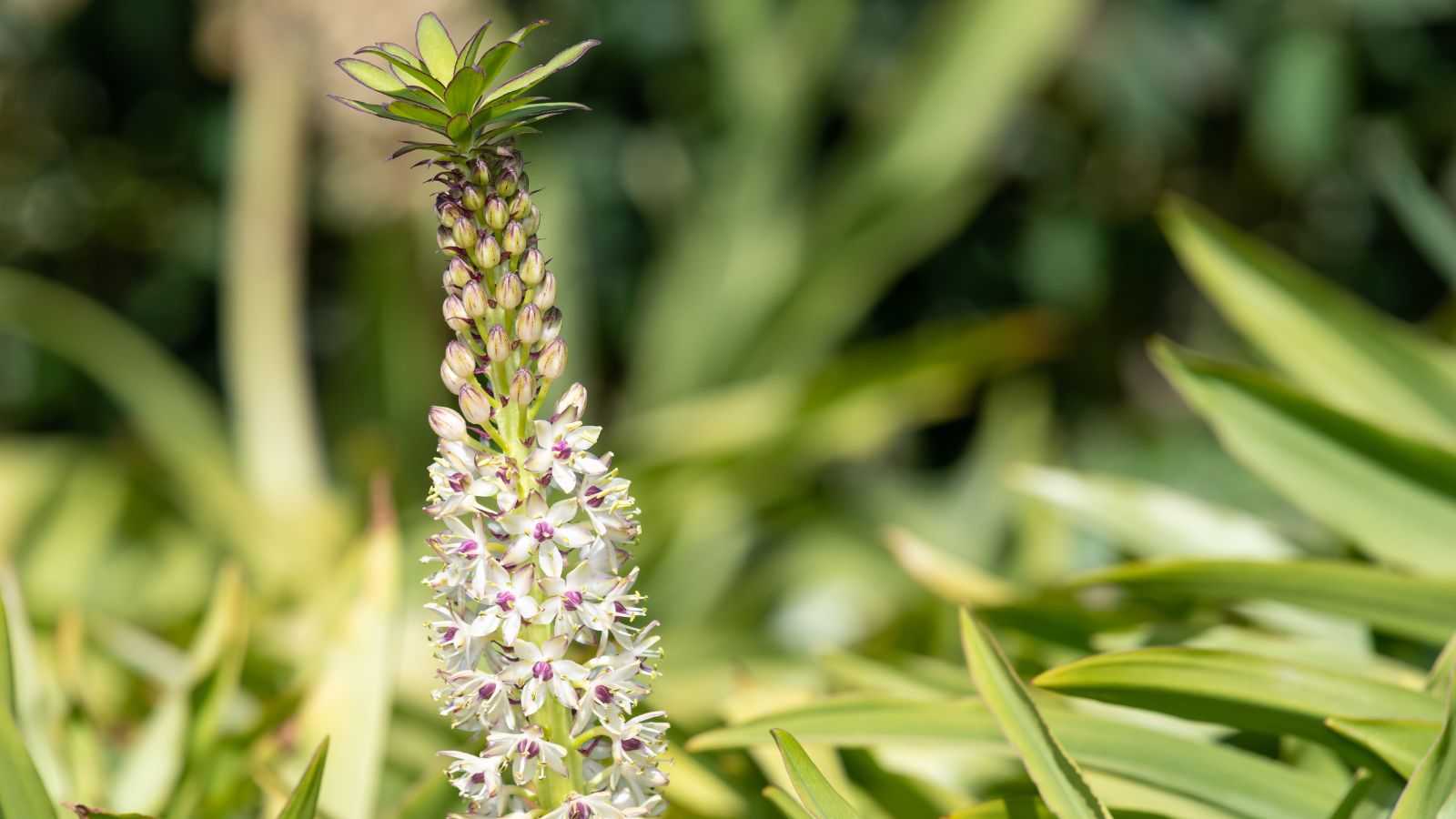 Eucomis comosa - pineapple lily in bloom.