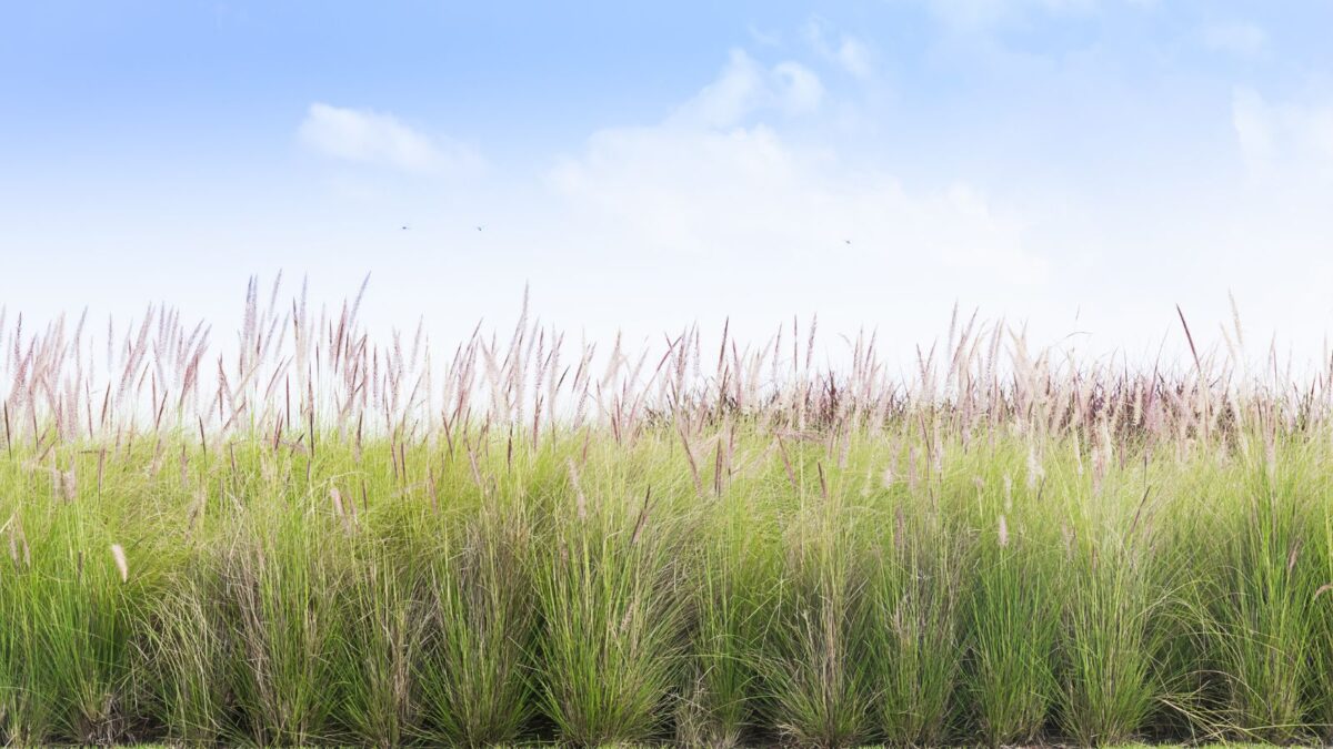 Imperata cylindrica grass.