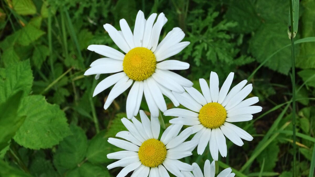 Leucanthemum vulgare - oxeye daisy white flowers.