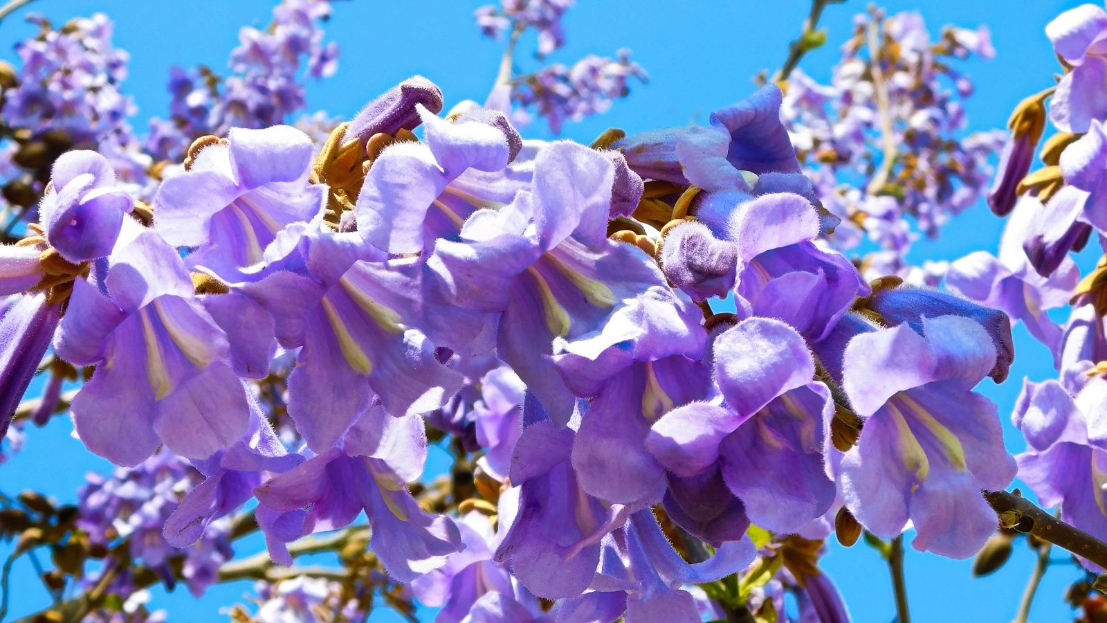 Purple flowers of the Paulownia tomentosa tree.