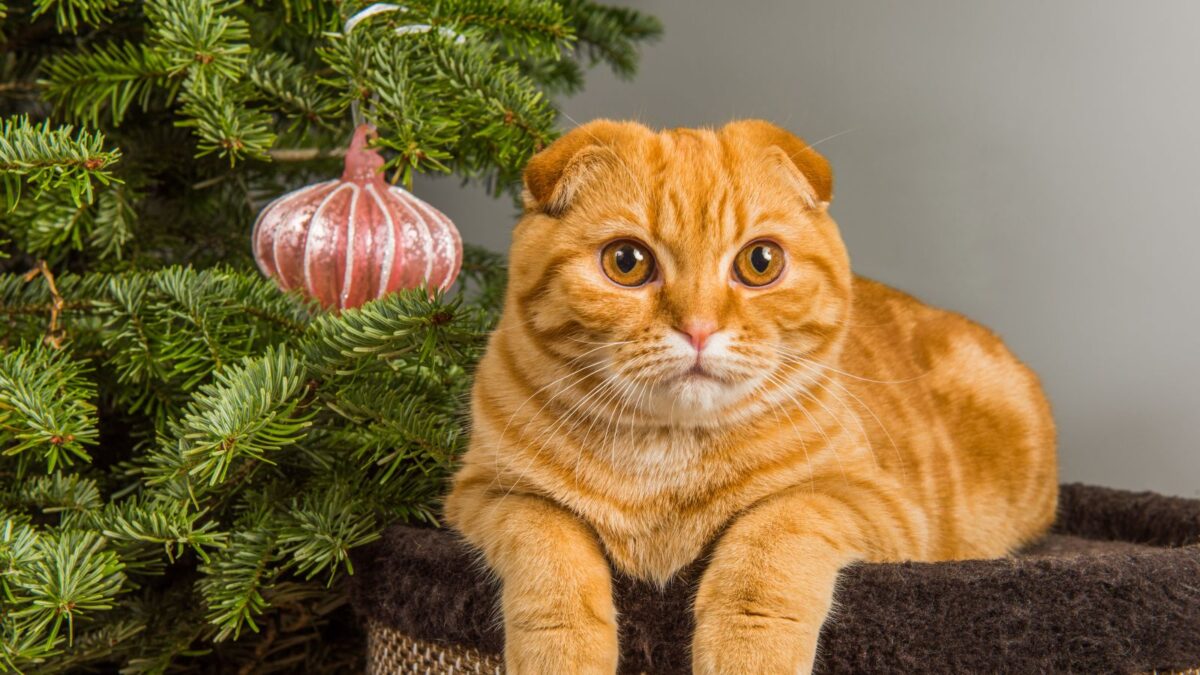 Scottish Fold red cat is sitting near Christmas tree