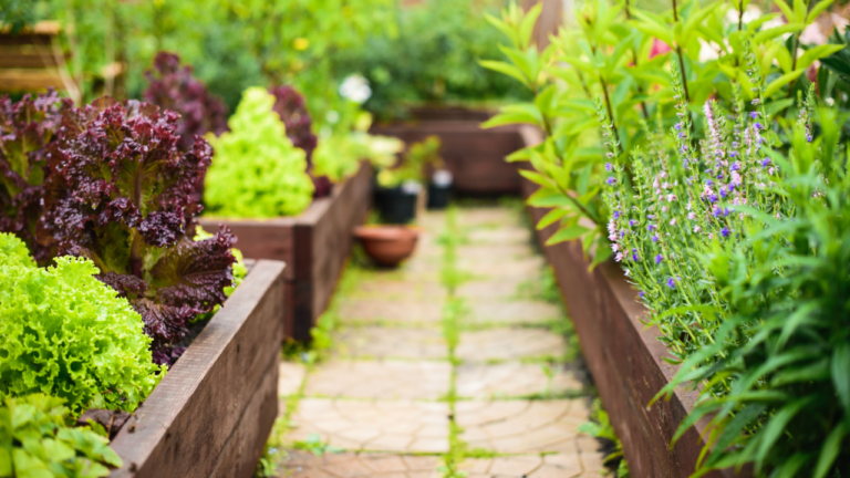 garden boxes lettuce paver sidewalk