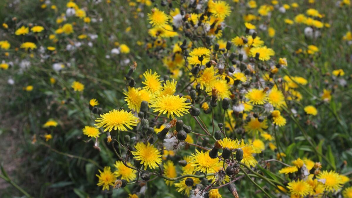 Sonchus arvensis - perennial sow thistle yellow flowers.