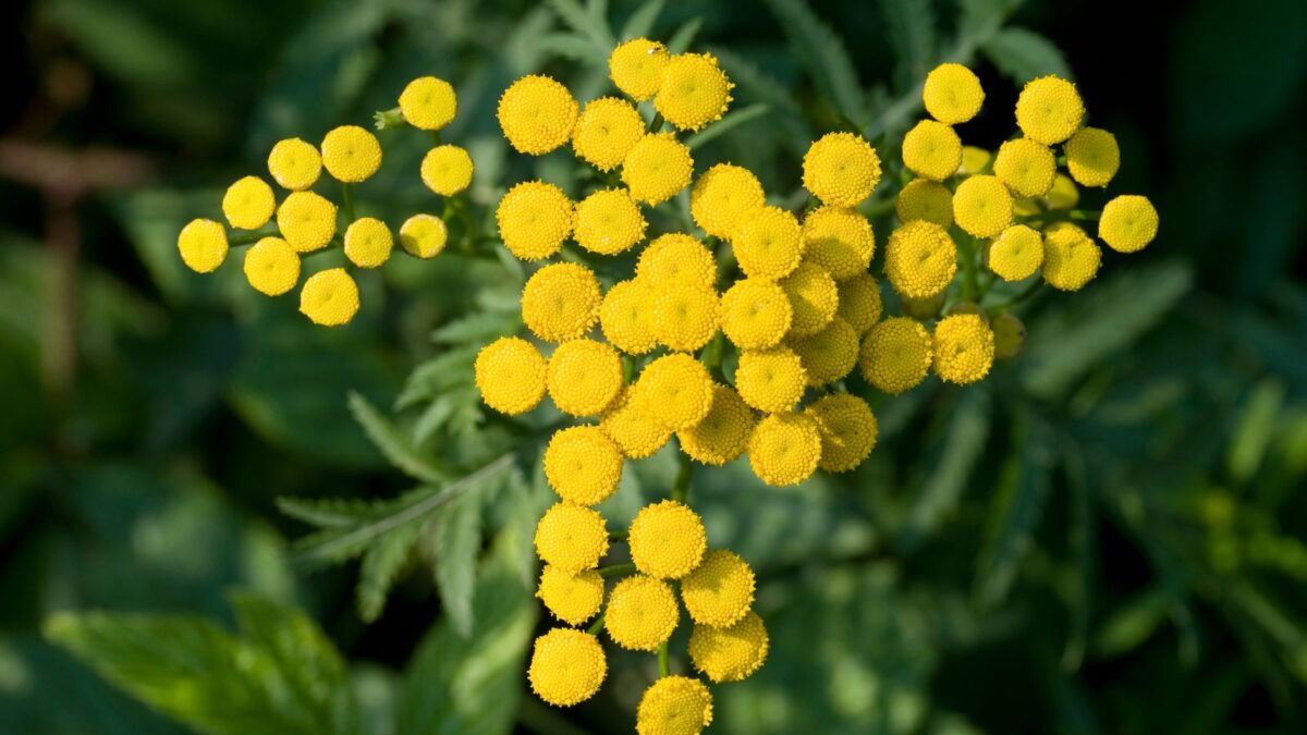 Yellow flowers of Tanacetum vulgare.