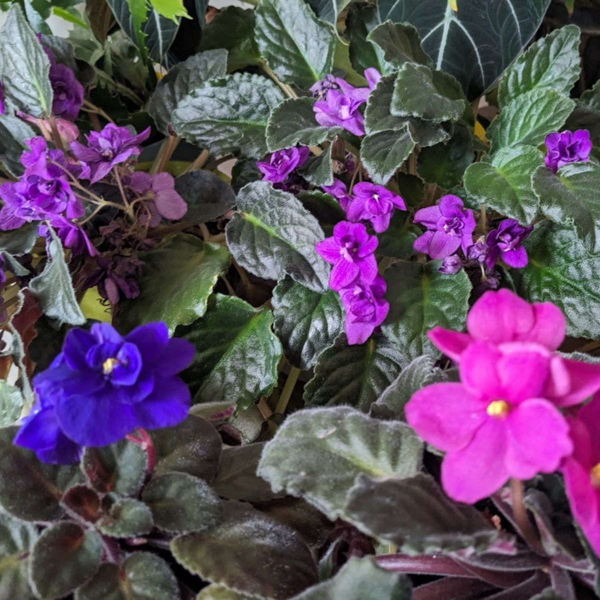 african-violet-flowers