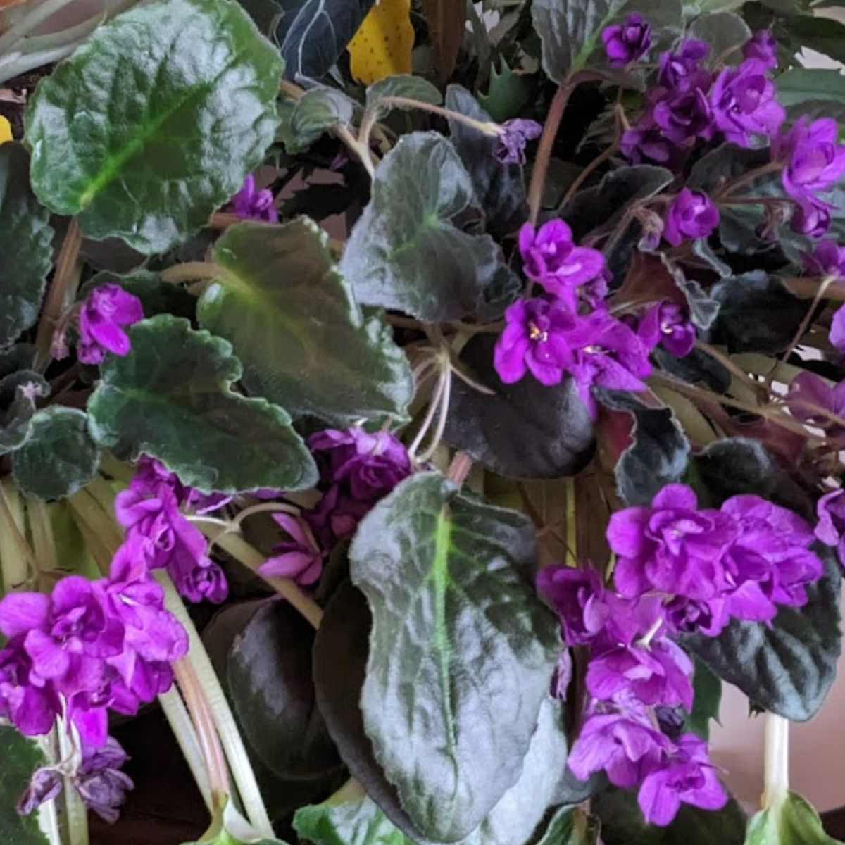 Gorgeous purple African violets in bloom.