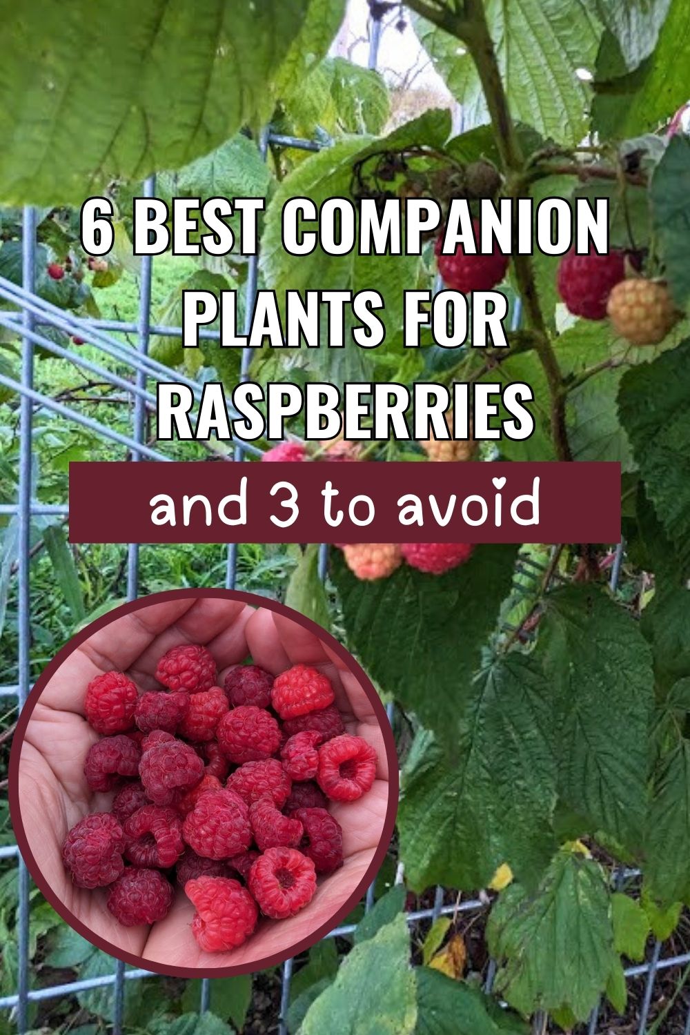 6 Best Companion Plants for Raspberries (And 3 to Avoid).