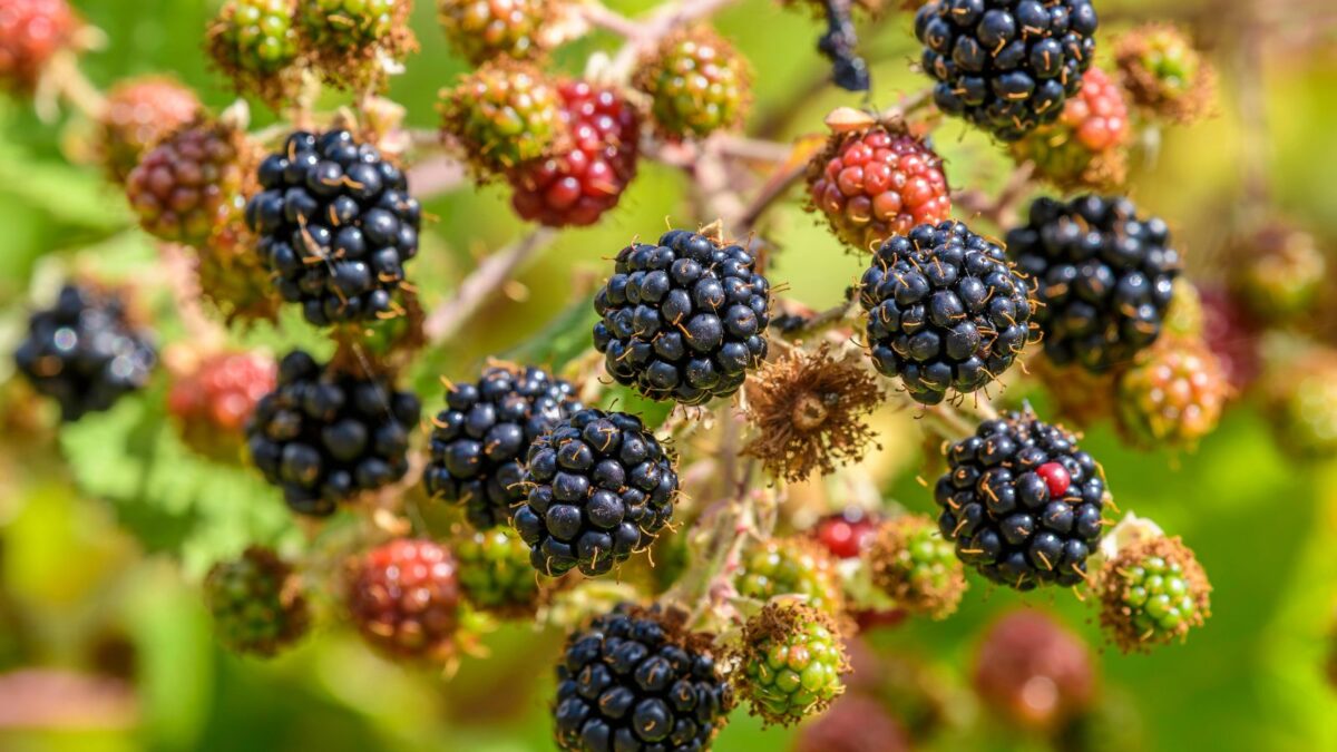 blackberries ready to be harvested.