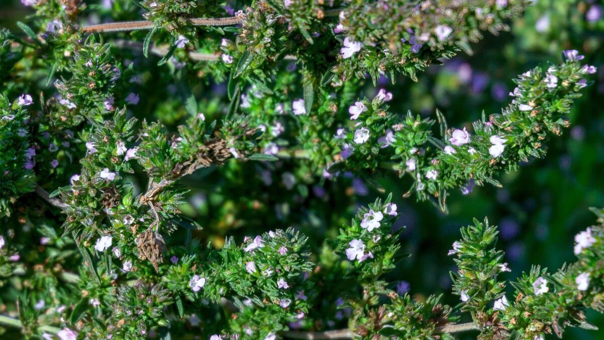 blooming summer savory.