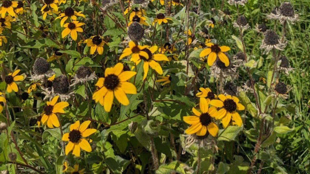 Brown-eyed Susan flowers.