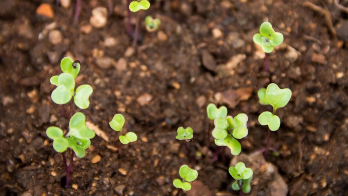 Brussels sprouts seedlings.