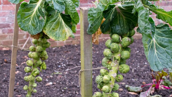 How To Grow Brussels Sprouts