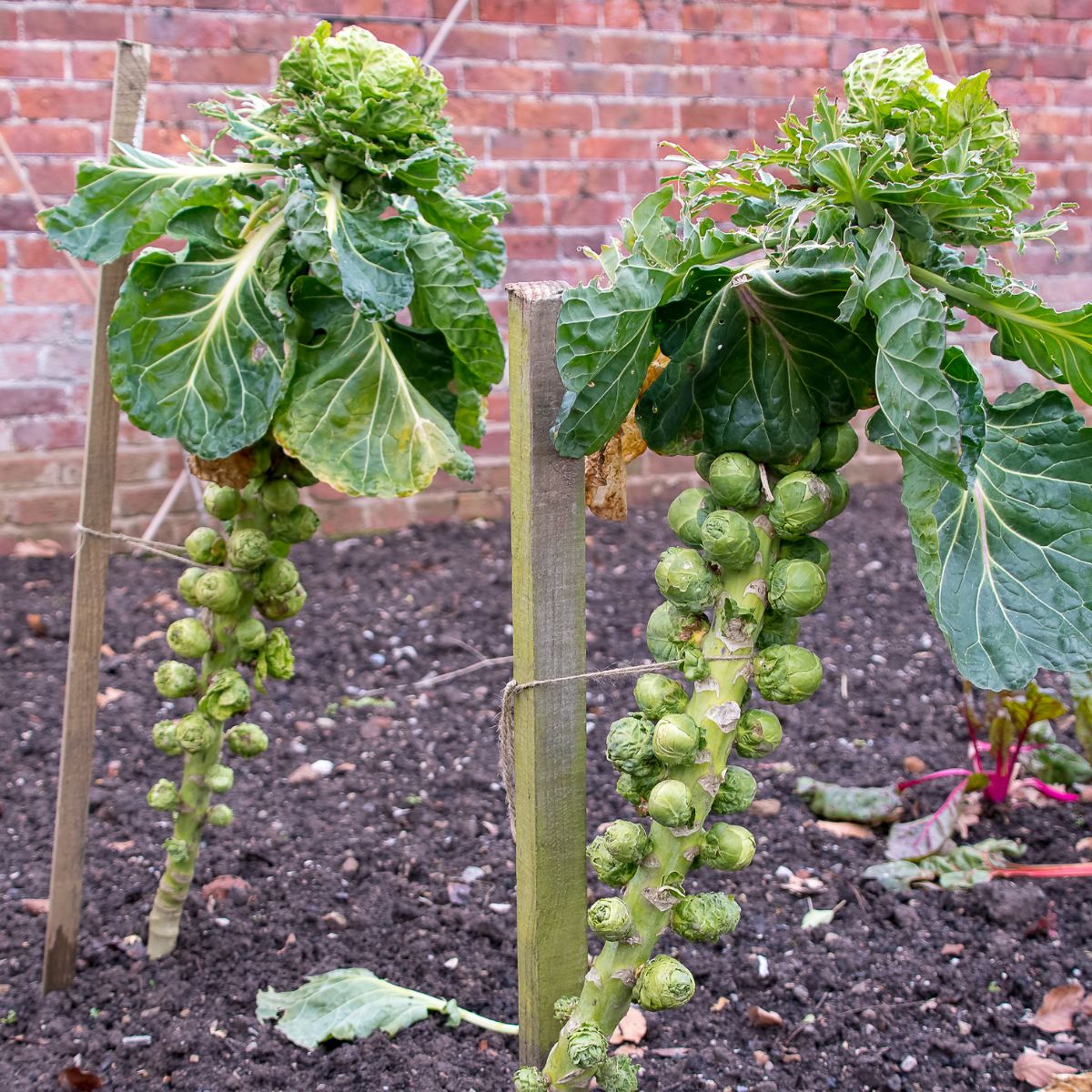 Brussels sprouts growing in the garden.