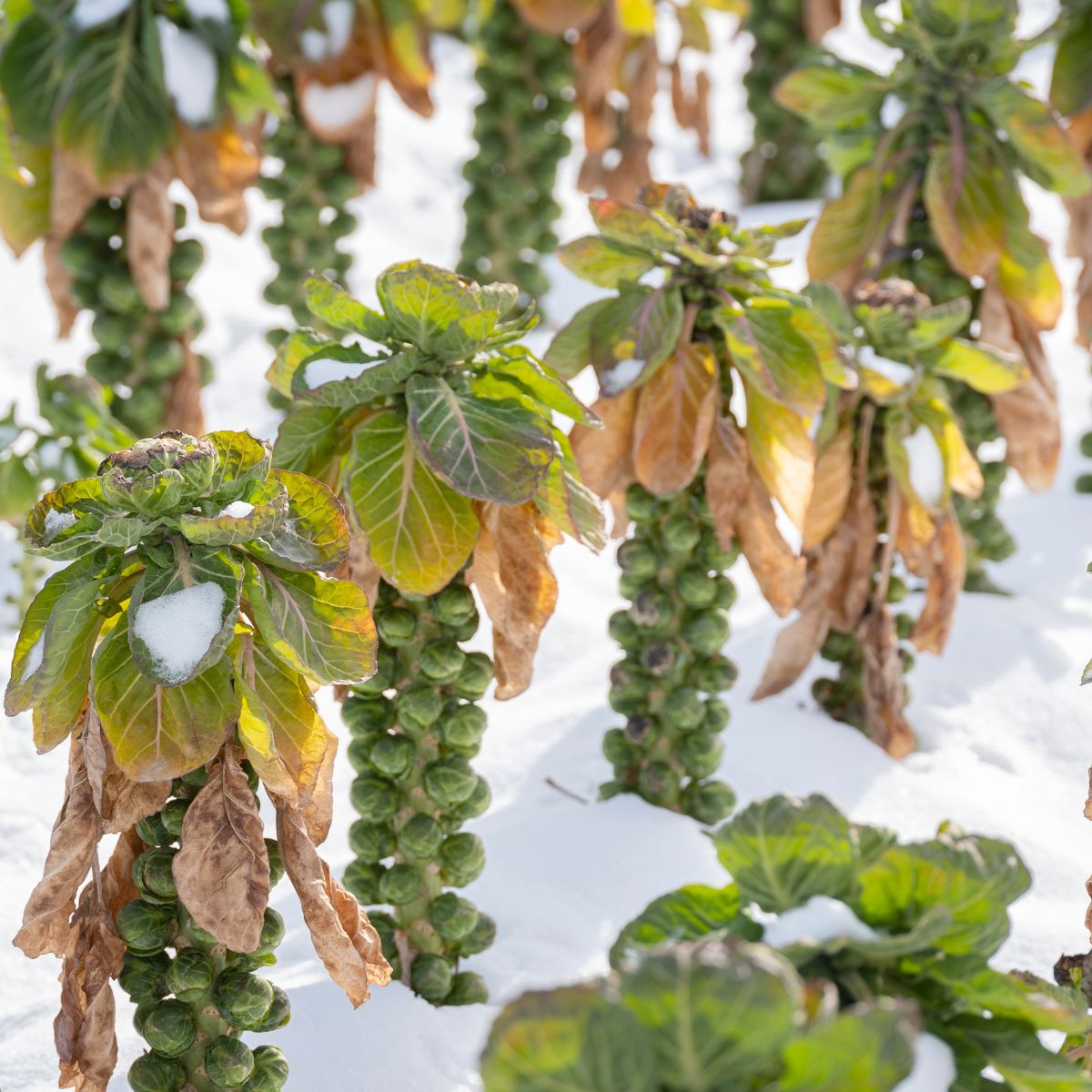 Brussels sprouts growing in the show.