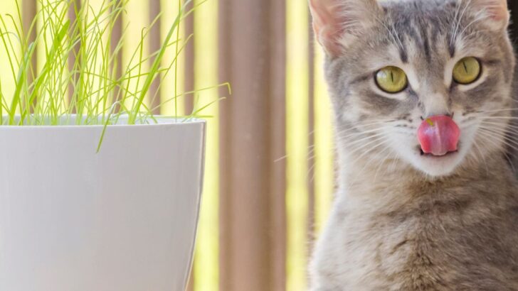 House Plants 101 for Cat Owners