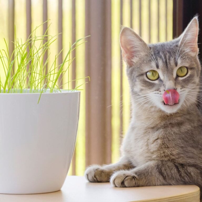 Cat next to a white ceramic pot with grass.